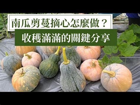 阿成南瓜摘心|阿成南瓜摘心術如何改財運